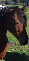 Freiberger x Friese Mix Stute
