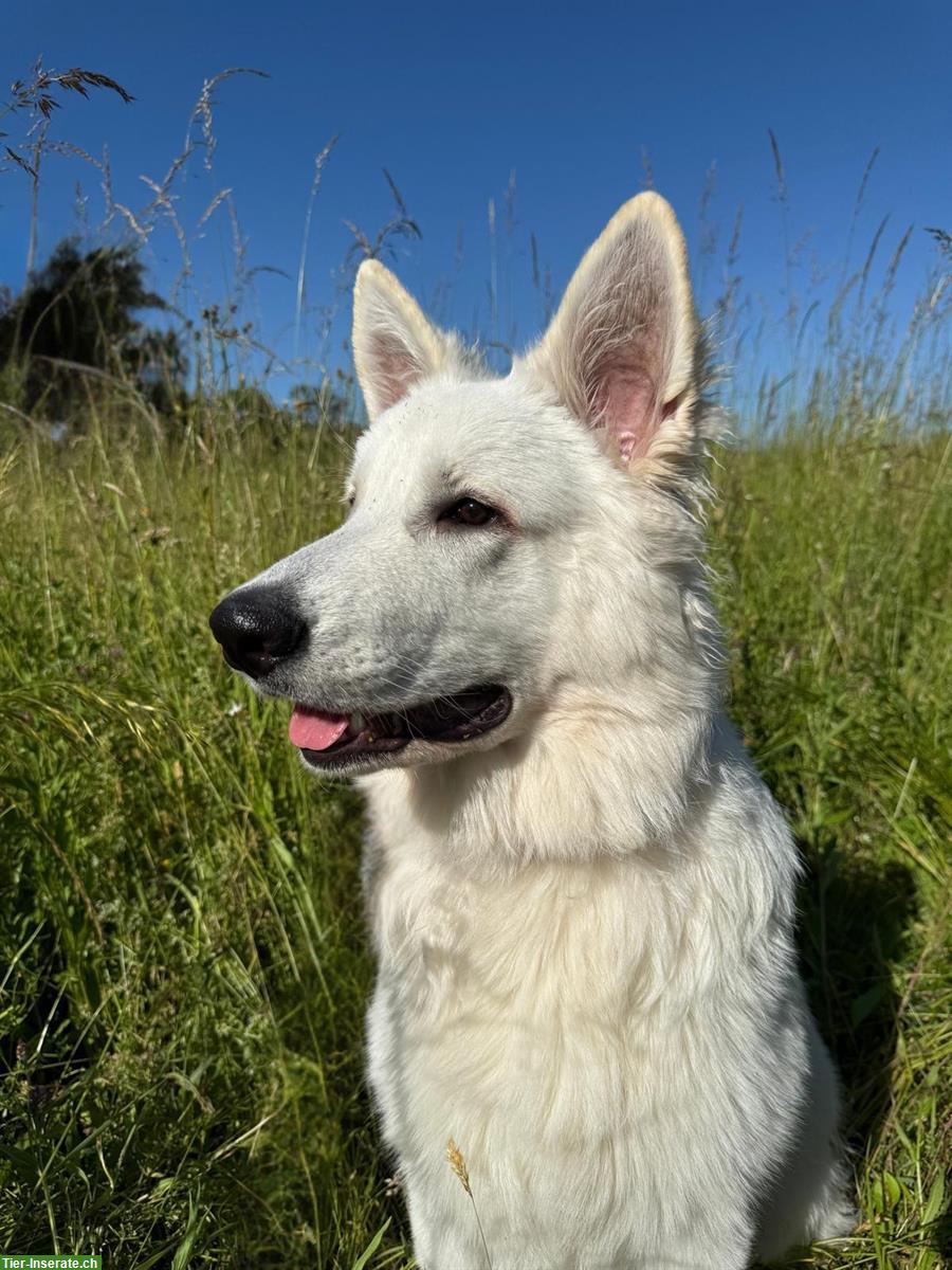 2 Junghunde, Weisse Schweizer Schäferhunde, 7 Monate alt