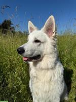 2 Junghunde, Weisse Schweizer Schäferhunde, 7 Monate alt