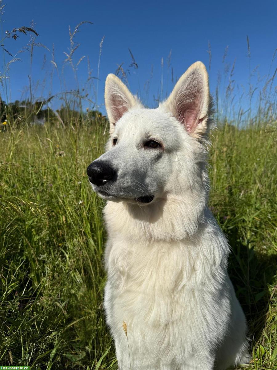 Bild 2: 2 Junghunde, Weisse Schweizer Schäferhunde, 7 Monate alt