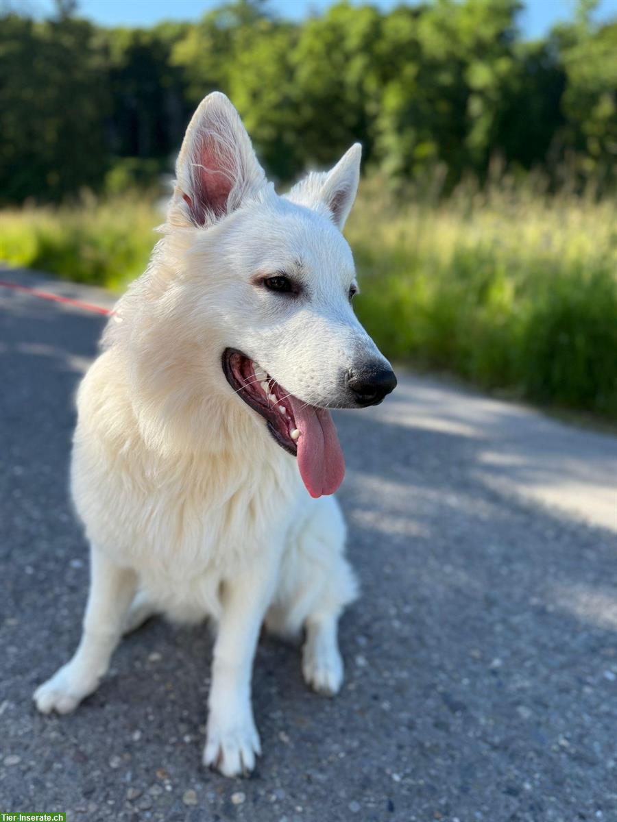 Bild 3: 2 Junghunde, Weisse Schweizer Schäferhunde, 7 Monate alt