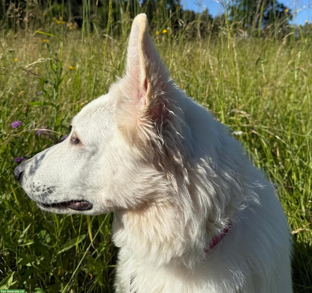 Bild 4: 2 Junghunde, Weisse Schweizer Schäferhunde, 7 Monate alt