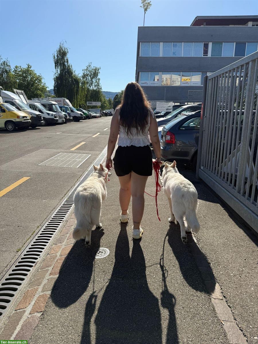 Bild 5: 2 Junghunde, Weisse Schweizer Schäferhunde, 7 Monate alt