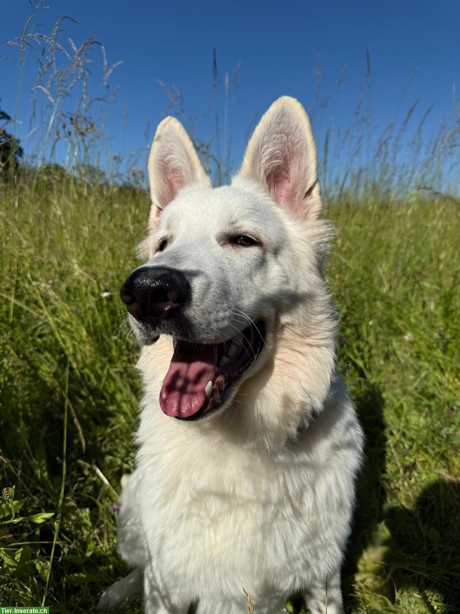 Bild 6: 2 Junghunde, Weisse Schweizer Schäferhunde, 7 Monate alt