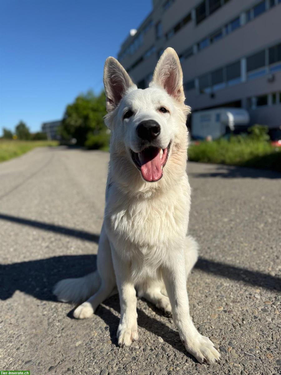 Bild 7: 2 Junghunde, Weisse Schweizer Schäferhunde, 7 Monate alt