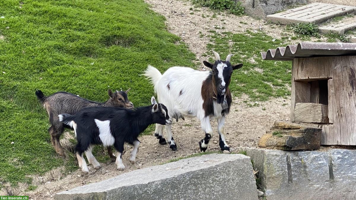 2 junge Zwergziegen, weiblich