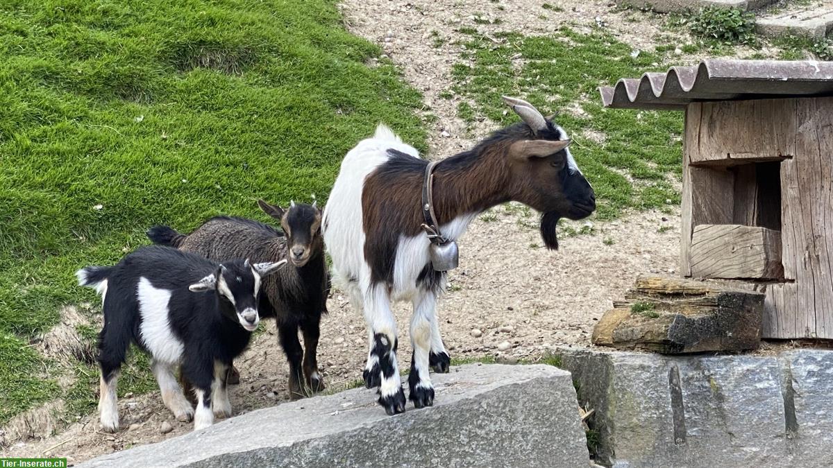 Bild 2: 2 junge Zwergziegen, weiblich