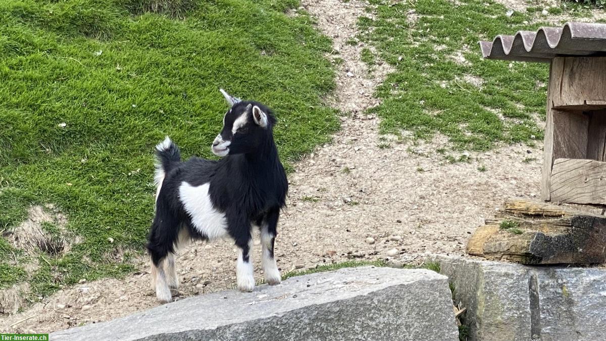 Bild 3: 2 junge Zwergziegen, weiblich