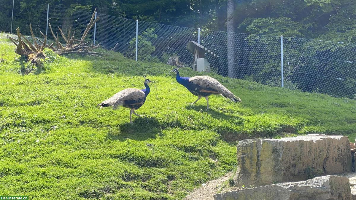 2 Jungpfauen blau, männlich