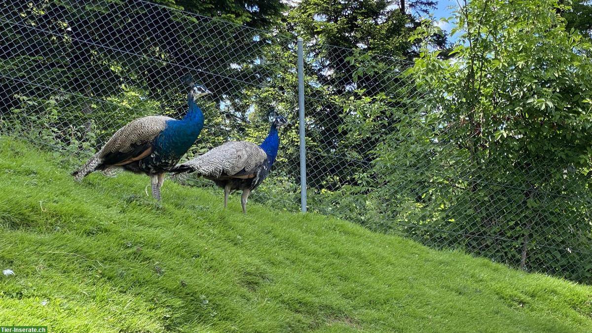 Bild 2: 2 Jungpfauen blau, männlich