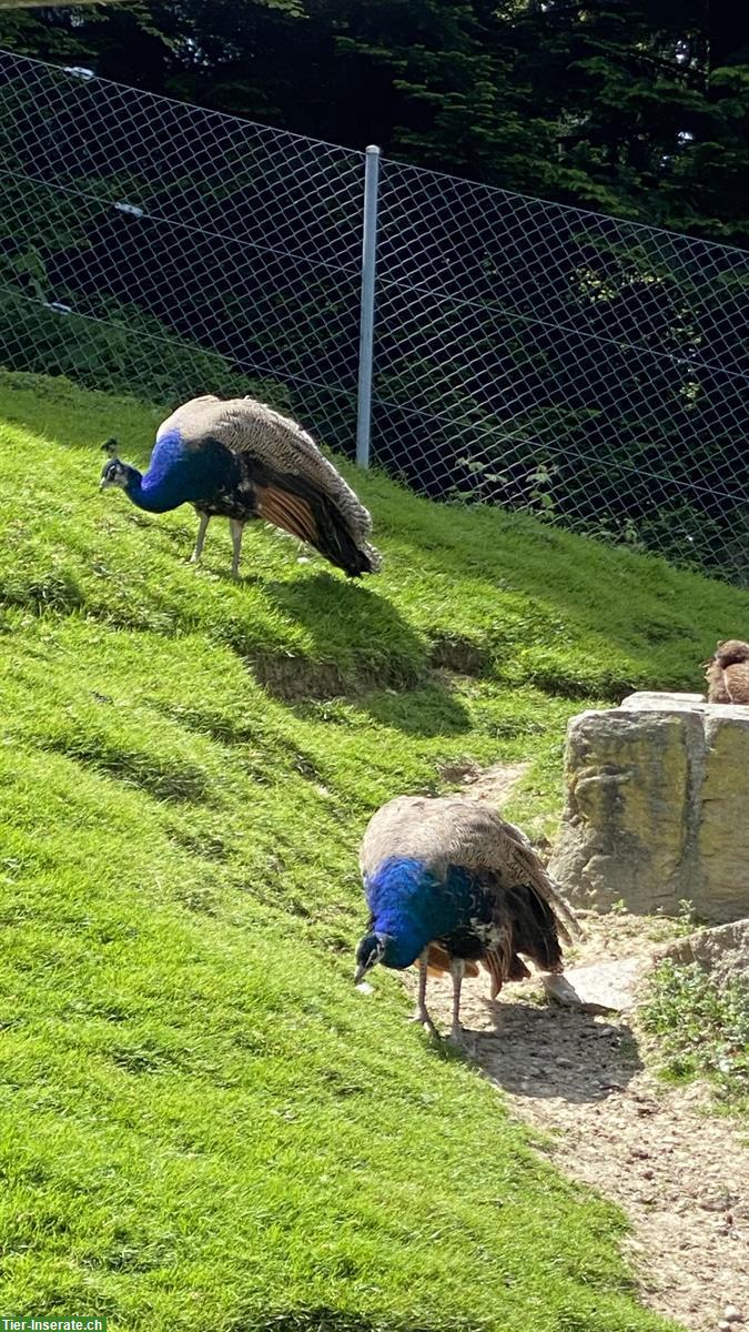 Bild 3: 2 Jungpfauen blau, männlich