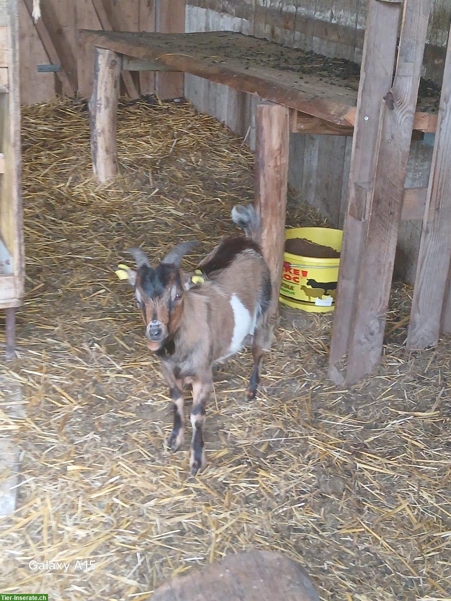 Junger Zwergziegen Bock sucht ein Zuhause