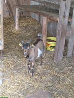 Junger Zwergziegen Bock sucht ein Zuhause