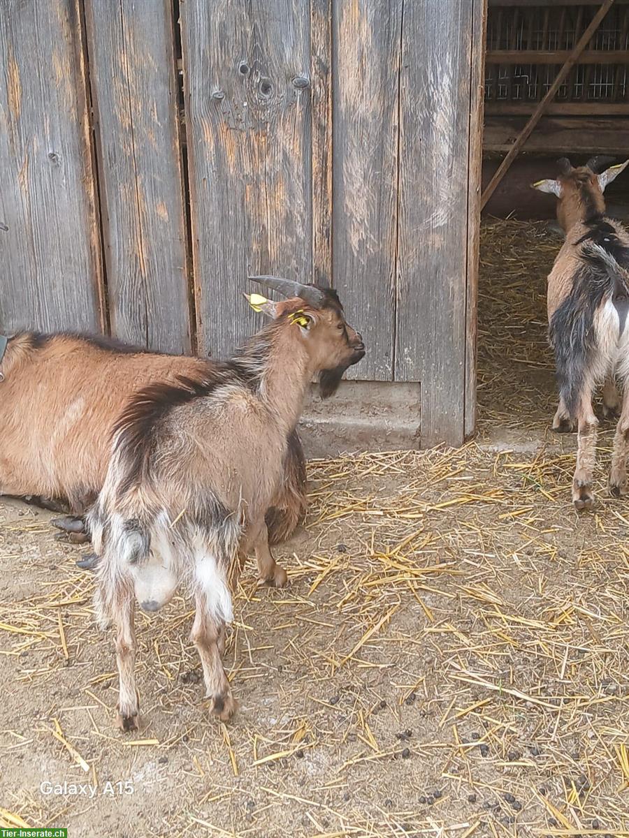 Bild 3: Junger Zwergziegen Bock sucht ein Zuhause
