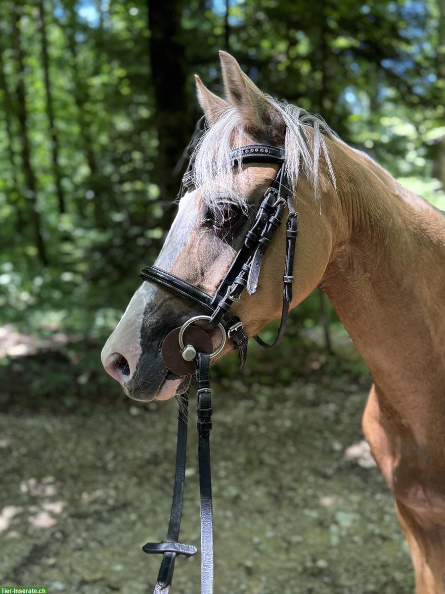 Welsh Pony Stute, 9-jährige 1.30m