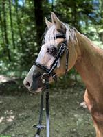 Welsh Pony Stute, 9-jährige 1.30m