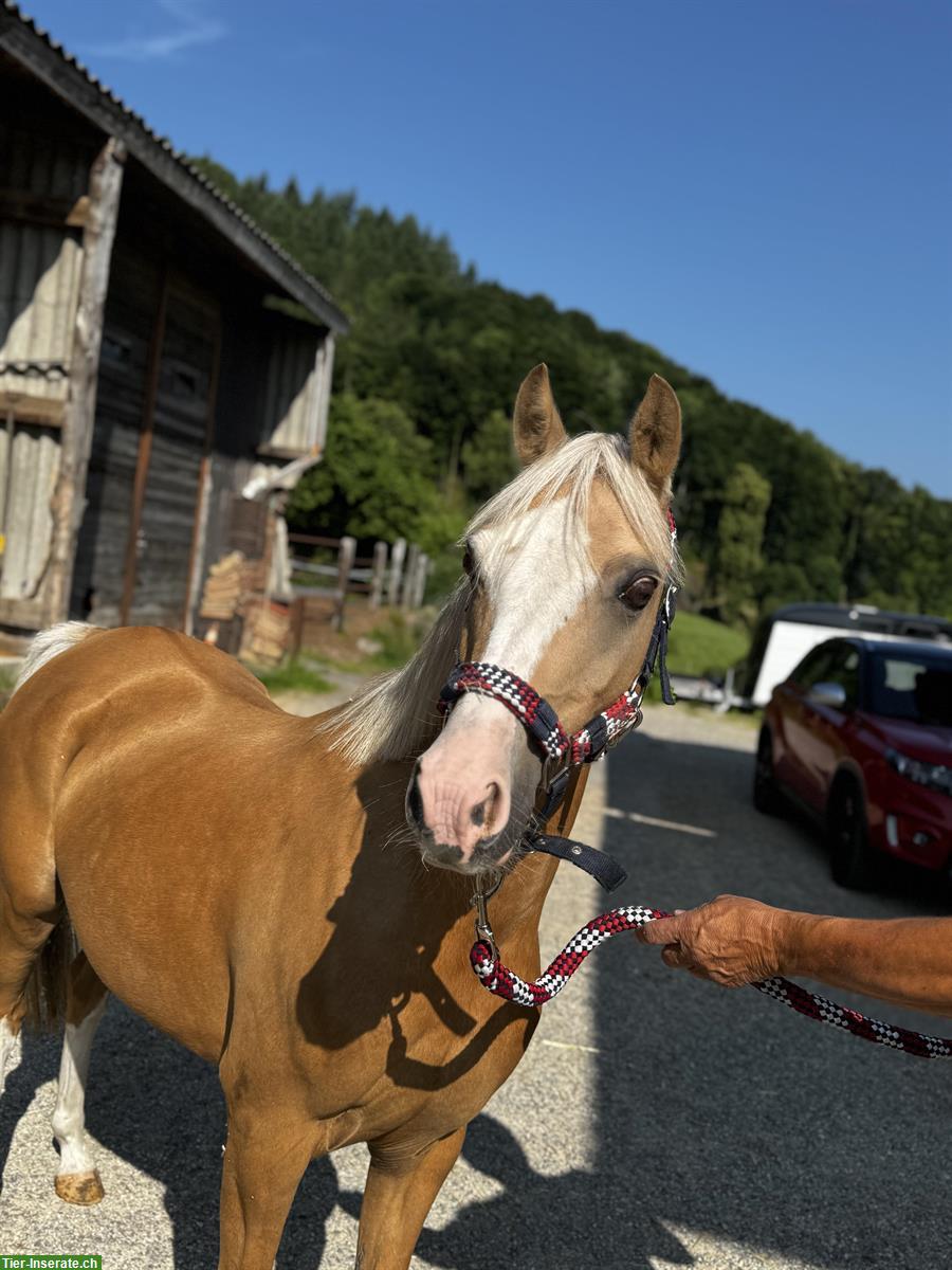 Bild 2: Welsh Pony Stute, 9-jährige 1.30m