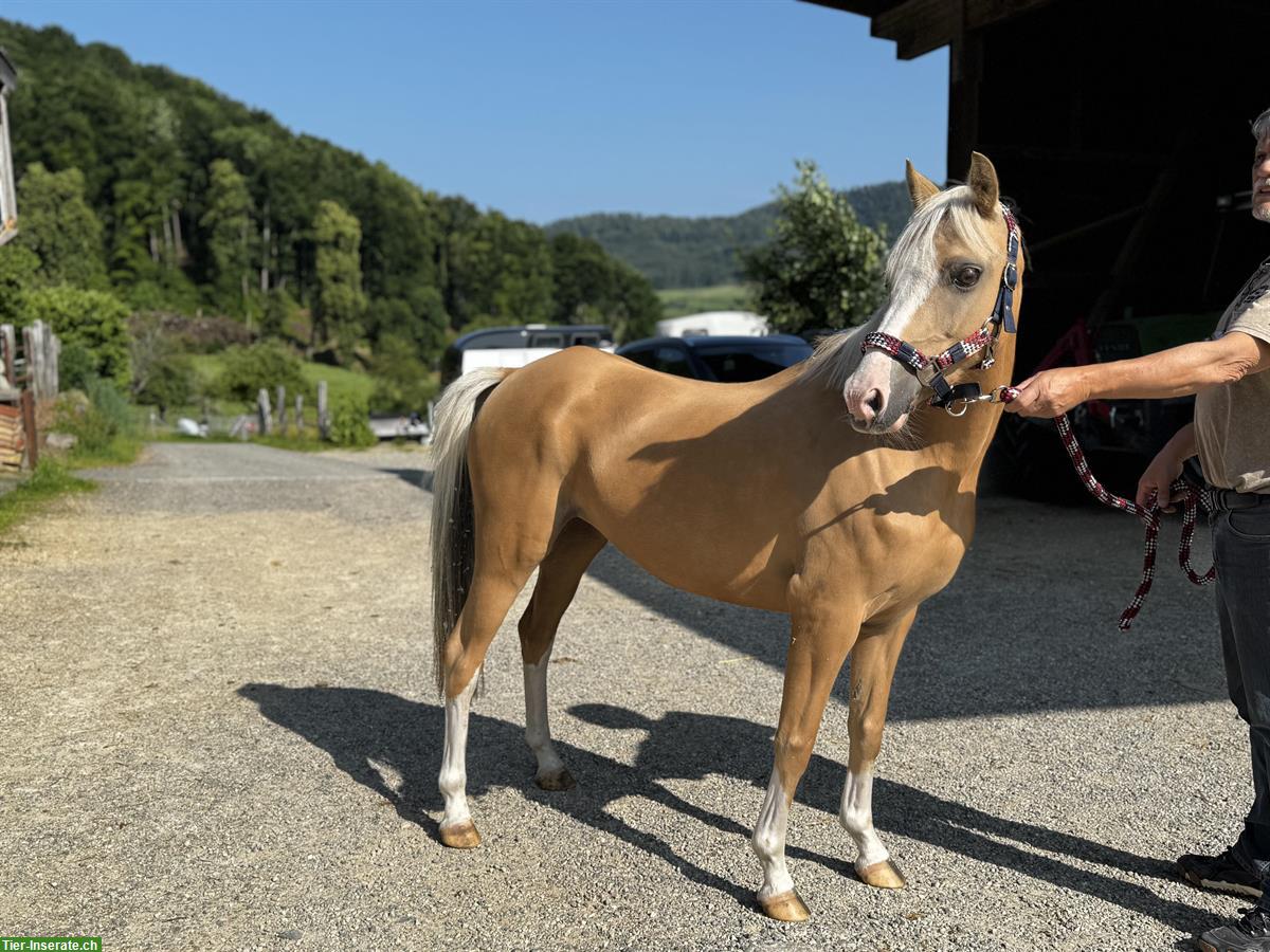 Bild 3: Welsh Pony Stute, 9-jährige 1.30m