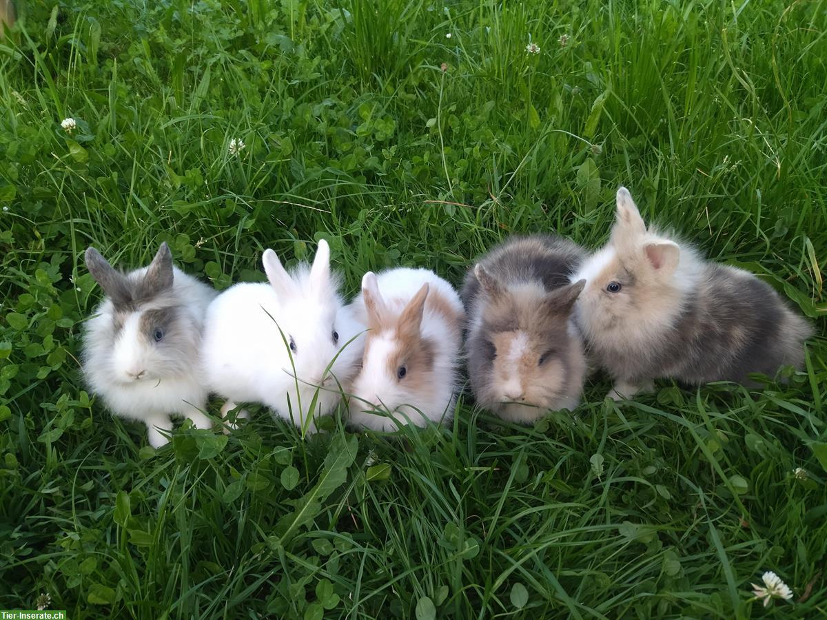 Junge Löwenkopf Zwergkaninchen, Weibchen und Männchen