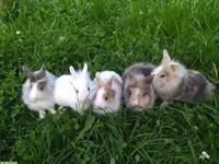 Junge Löwenkopf Zwergkaninchen, Weibchen und Männchen