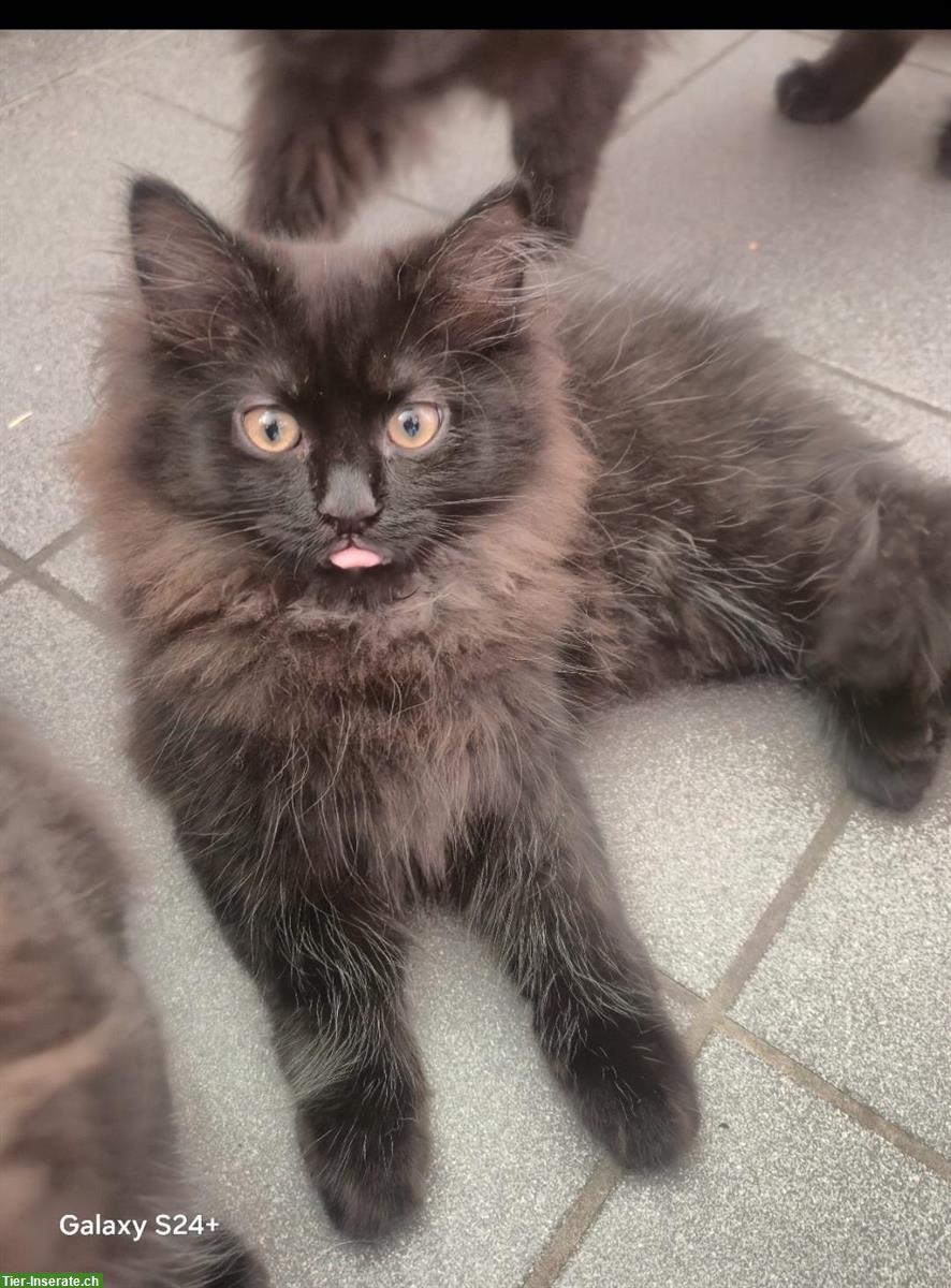 Birma x Perser Kitten suchen schönes Zuhause