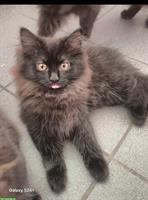 Birma x Perser Kitten suchen schönes Zuhause