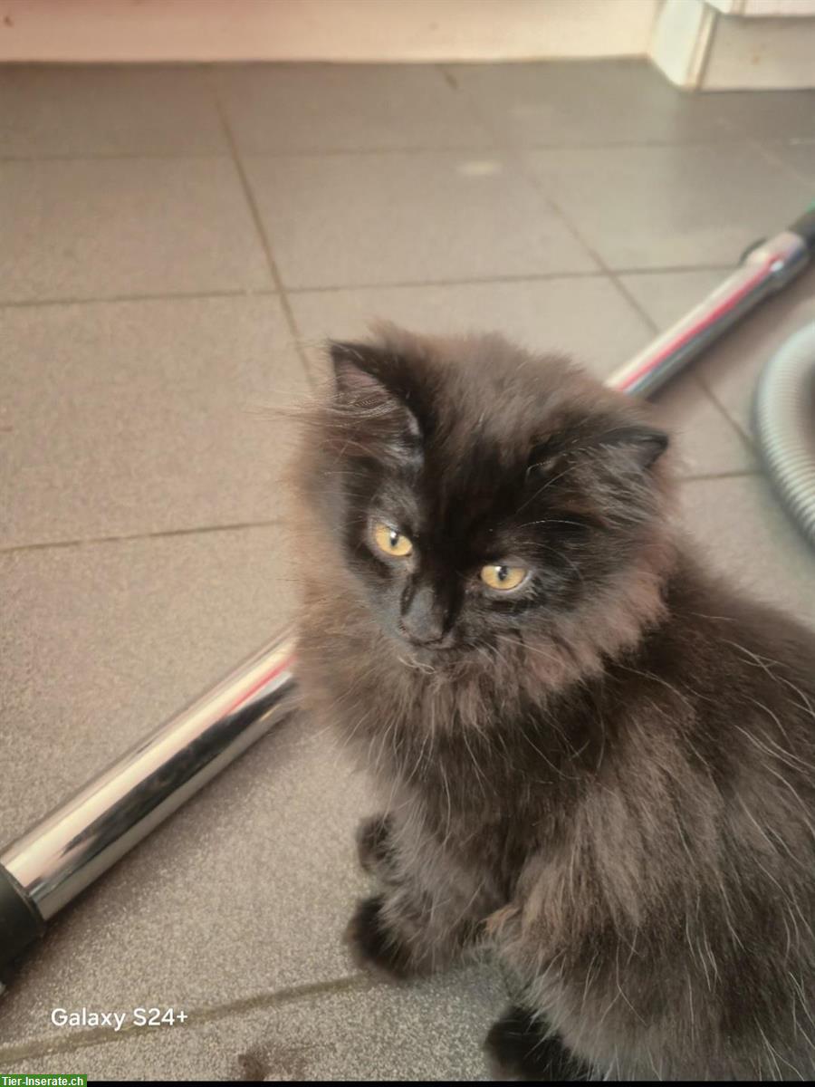 Bild 2: Birma x Perser Kitten suchen schönes Zuhause