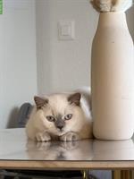 Wunderschöne BKH Katze, 1-jährig
