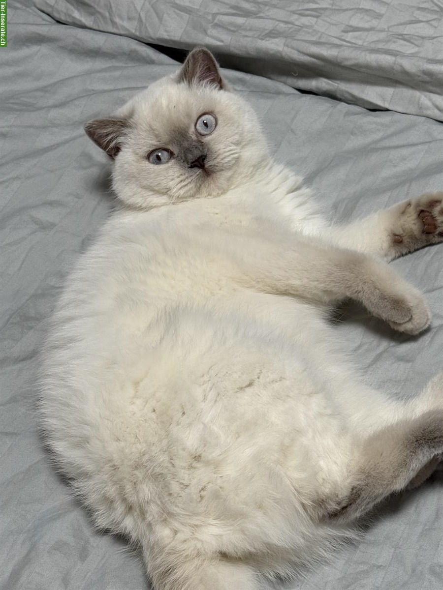 Bild 2: Wunderschöne BKH Katze, 1-jährig