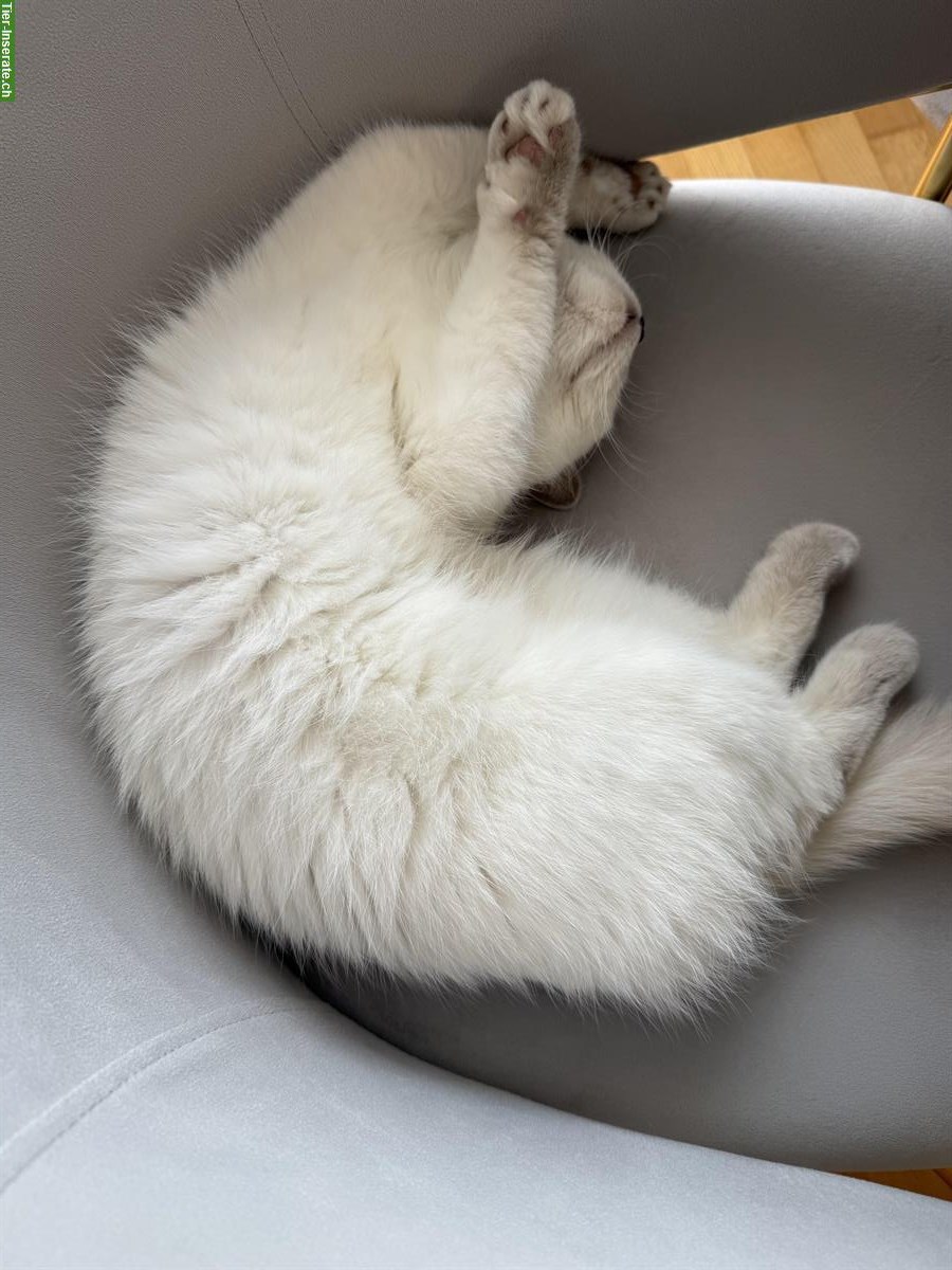 Bild 3: Wunderschöne BKH Katze, 1-jährig