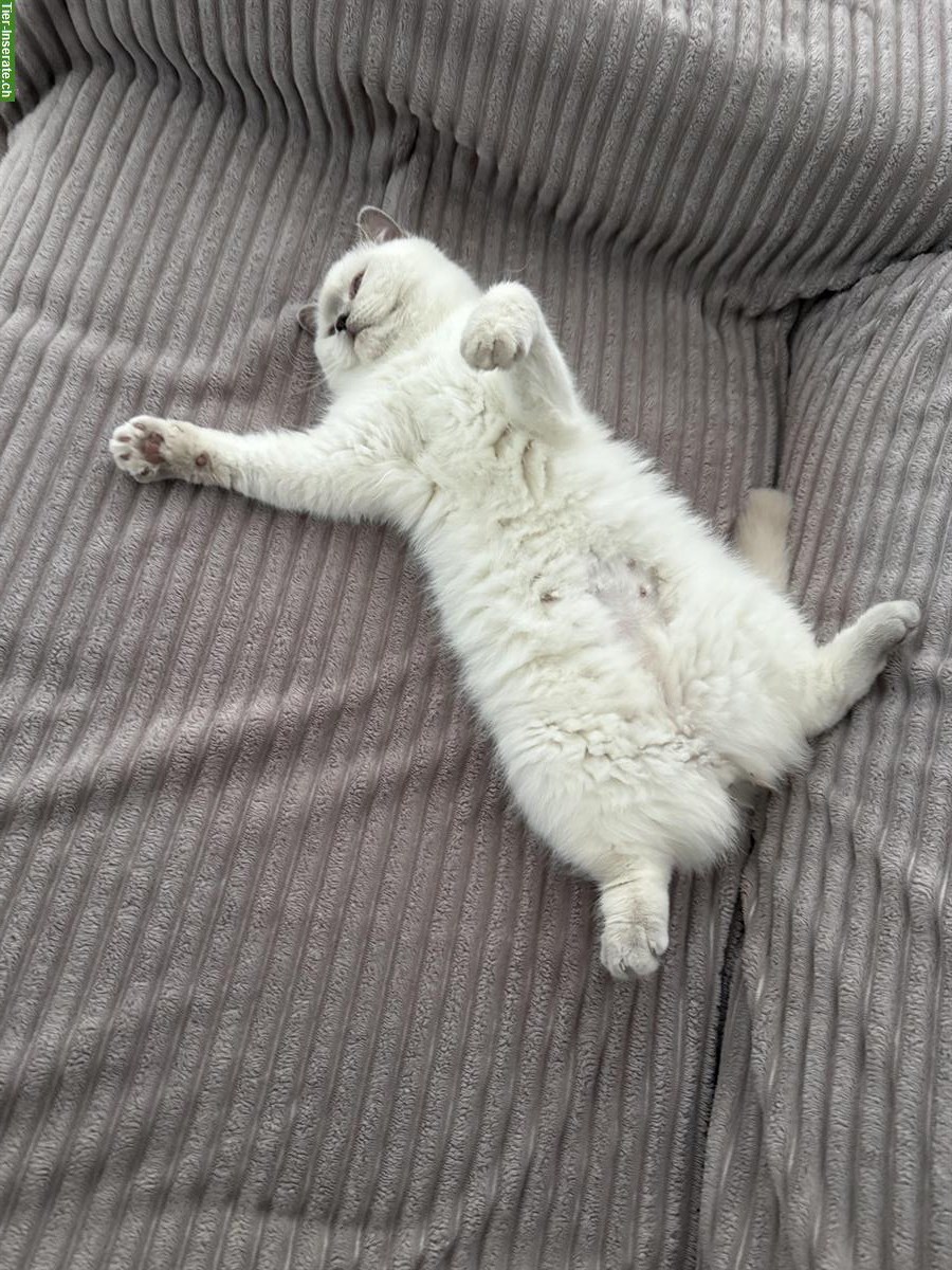 Bild 4: Wunderschöne BKH Katze, 1-jährig