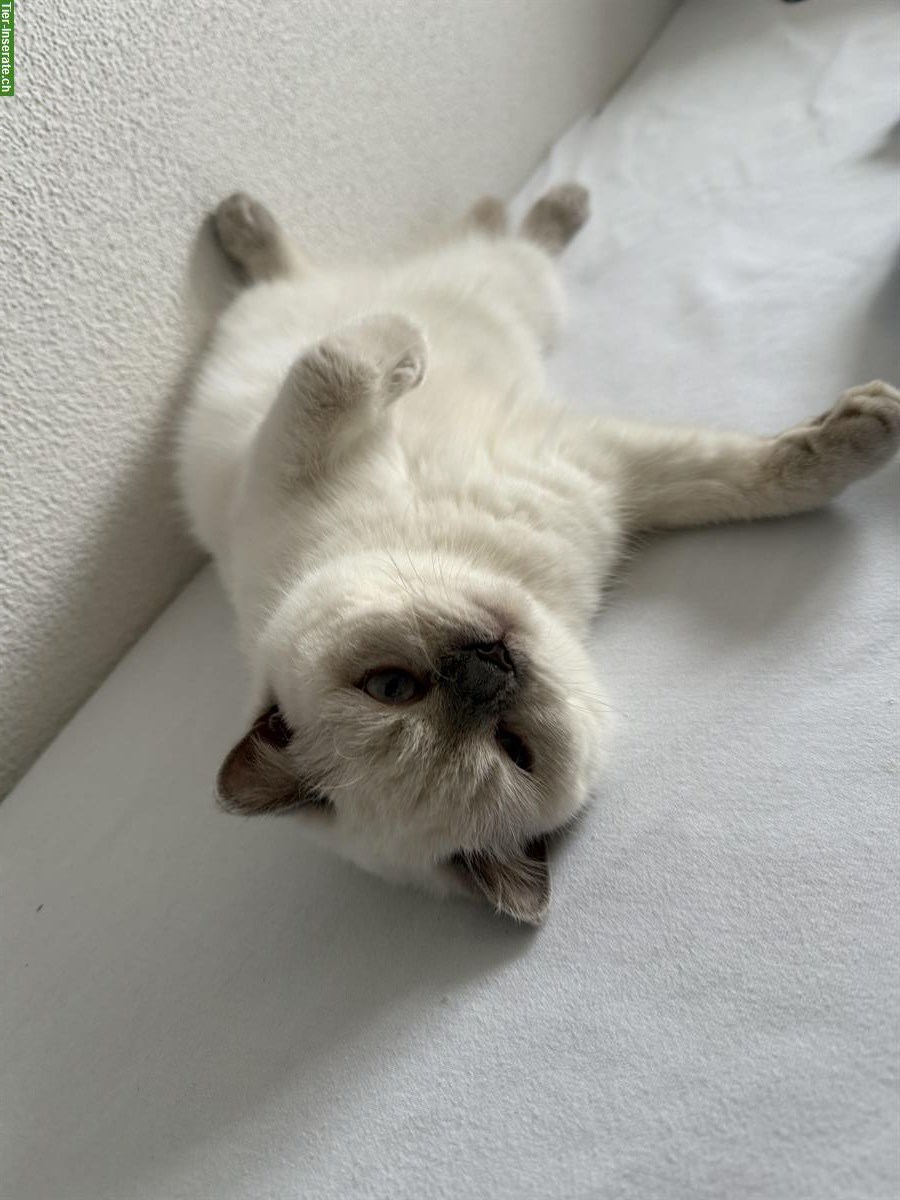 Bild 5: Wunderschöne BKH Katze, 1-jährig