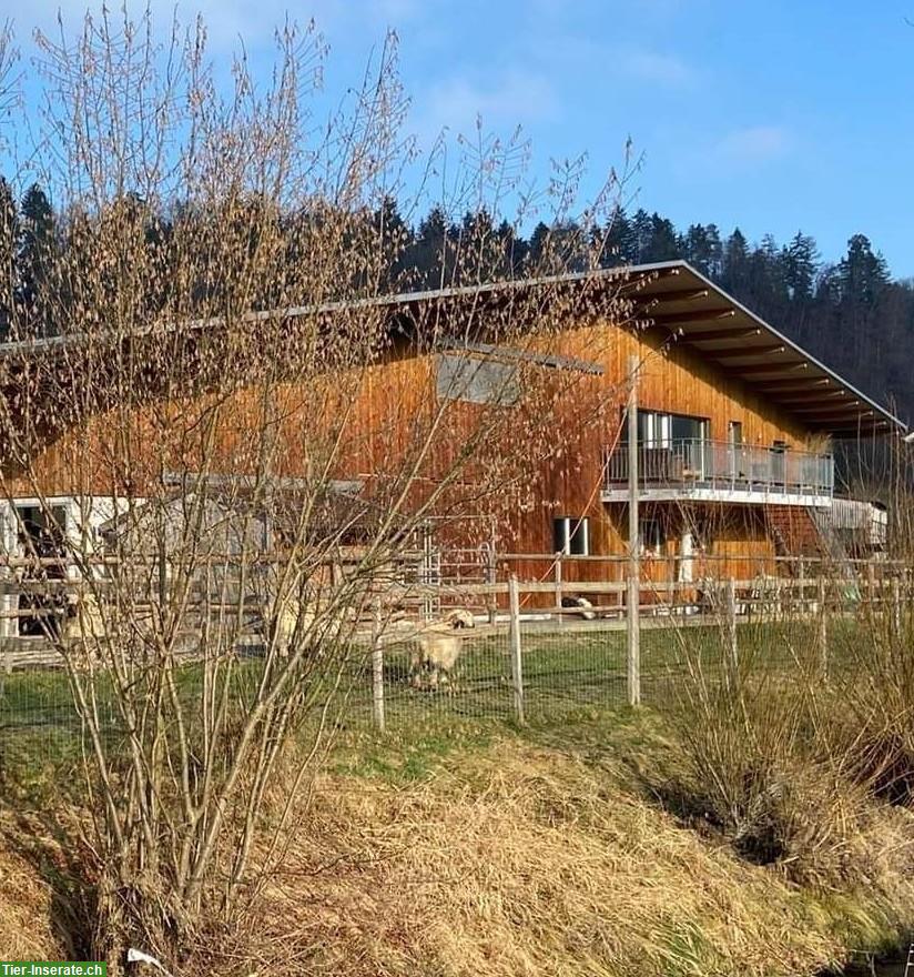 Wohnen beim Pferd: 3.5-4.5 Zi-Wohnung inkl. Pferdeboxe, Richenthal LU