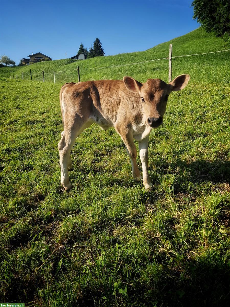 Jersey × OB Kuhkalb zu verkaufen