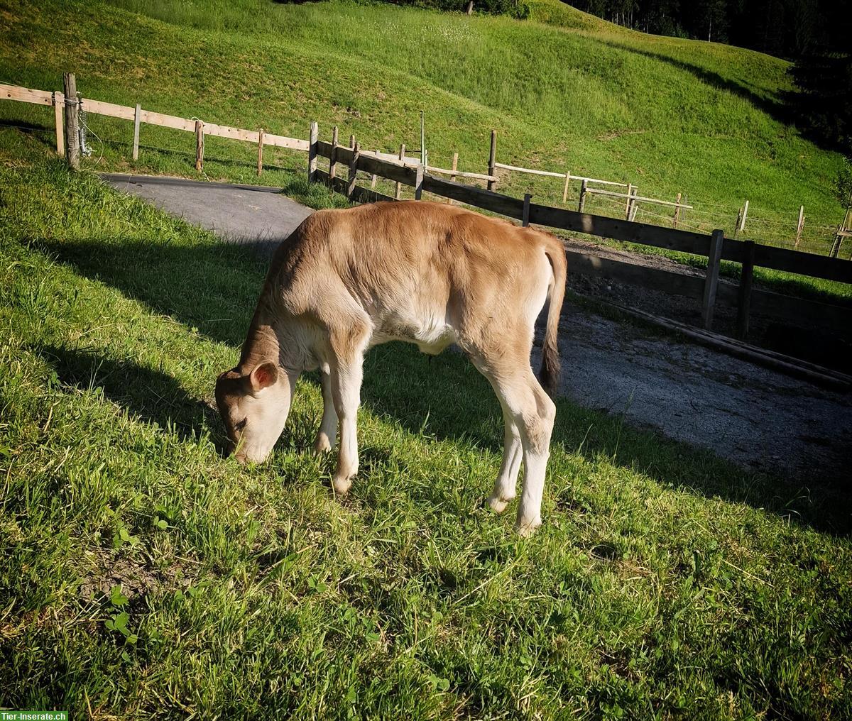 Bild 2: Jersey × OB Kuhkalb zu verkaufen