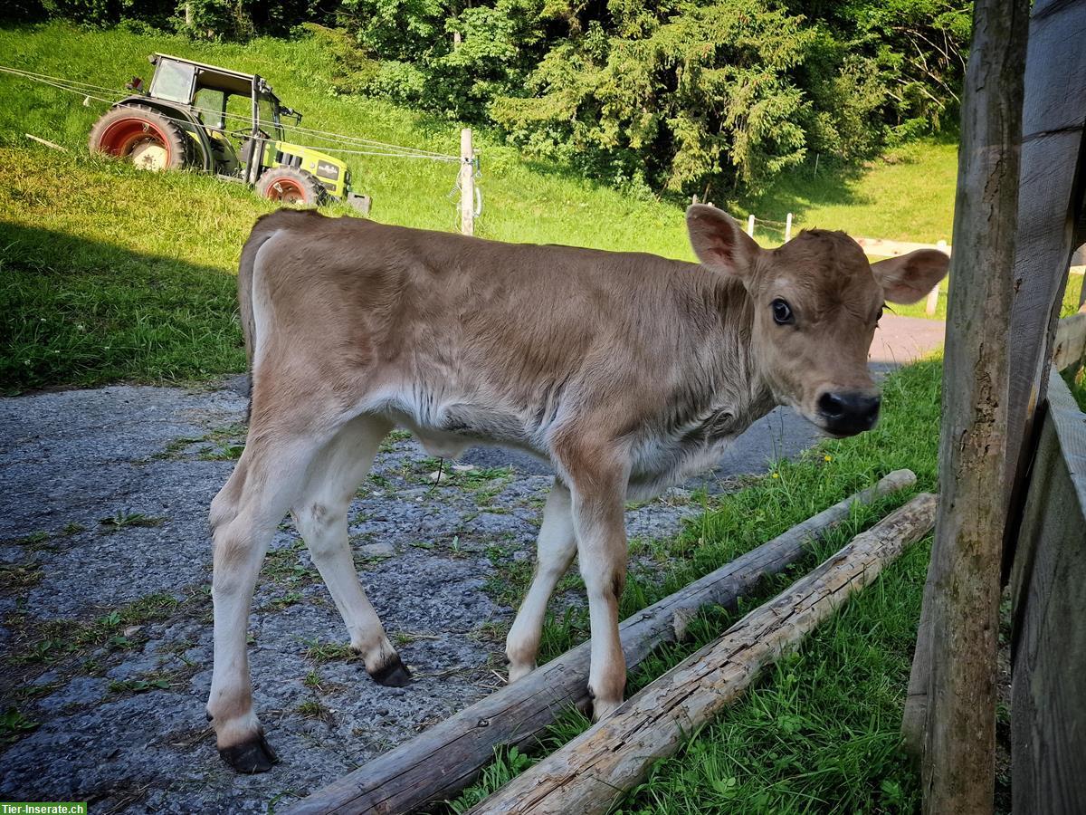 Bild 3: Jersey × OB Kuhkalb zu verkaufen