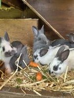 Süsse Zwerghäsli Babys in gute Hände abzugeben