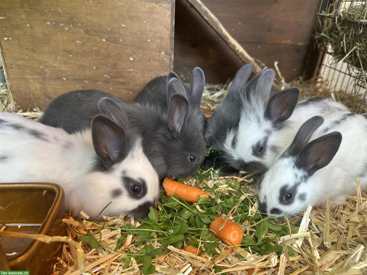 Bild 2: Süsse Zwerghäsli Babys in gute Hände abzugeben