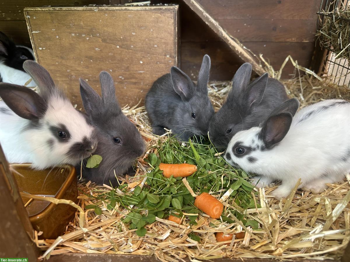 Bild 3: Süsse Zwerghäsli Babys in gute Hände abzugeben