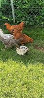 New Hamsphire Junghennen zu verkaufen