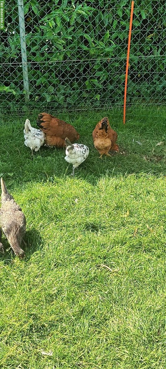 Bild 2: New Hamsphire Junghennen zu verkaufen