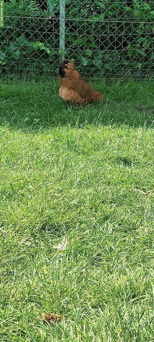 Bild 3: New Hamsphire Junghennen zu verkaufen