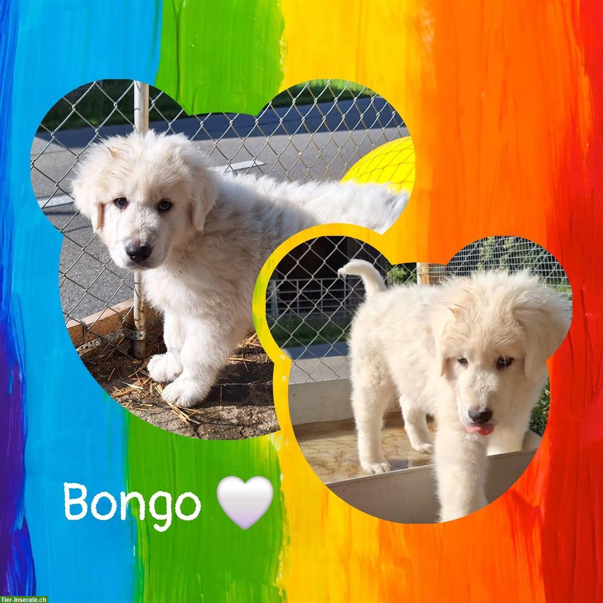 Bongo - liebevoller Maremmano-Abruzzese Rüde