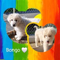 Bongo - liebevoller Maremmano-Abruzzese Rüde