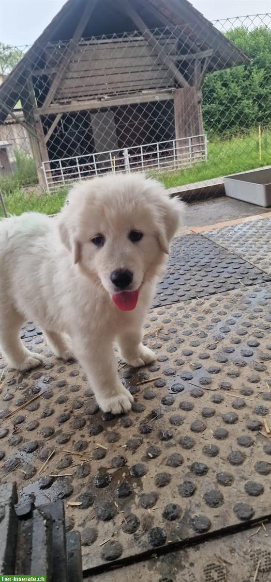 Bild 4: Bongo - liebevoller Maremmano-Abruzzese Rüde