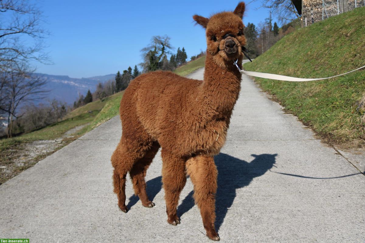 Bild 6: Alpaka Zuchthengst AvU Malik zu verkaufen