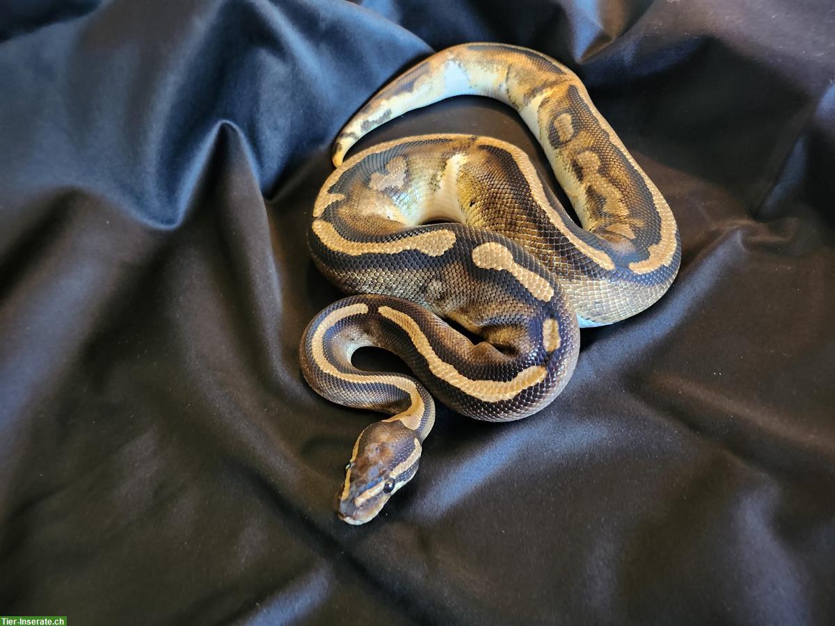 Königspython 1.0 Piebald aus liebevoller Hobbyzucht
