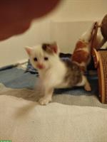 Junge süsse Kitten abzugeben