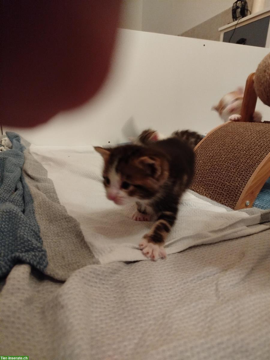 Bild 2: Junge süsse Kitten abzugeben