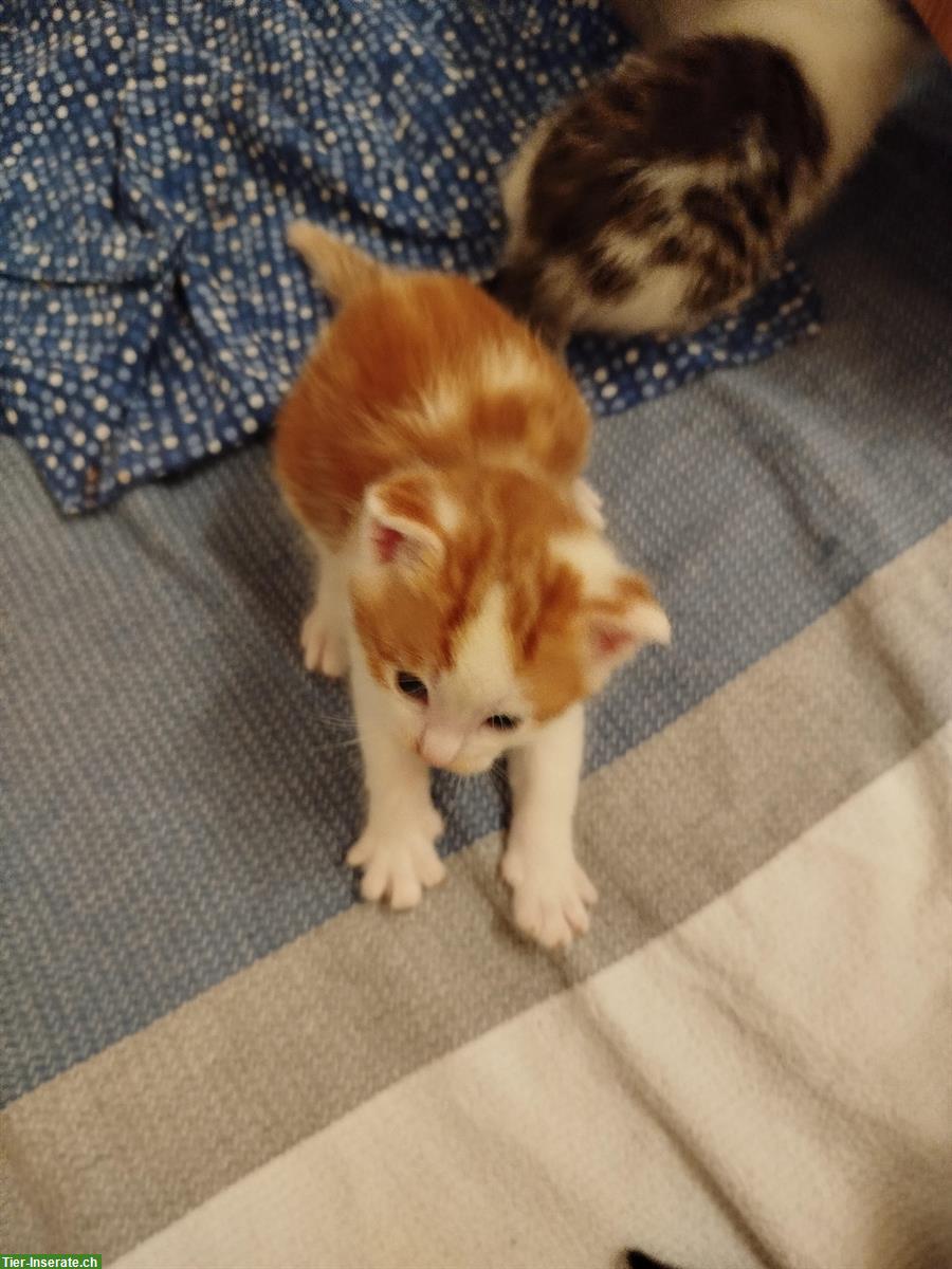 Bild 3: Junge süsse Kitten abzugeben